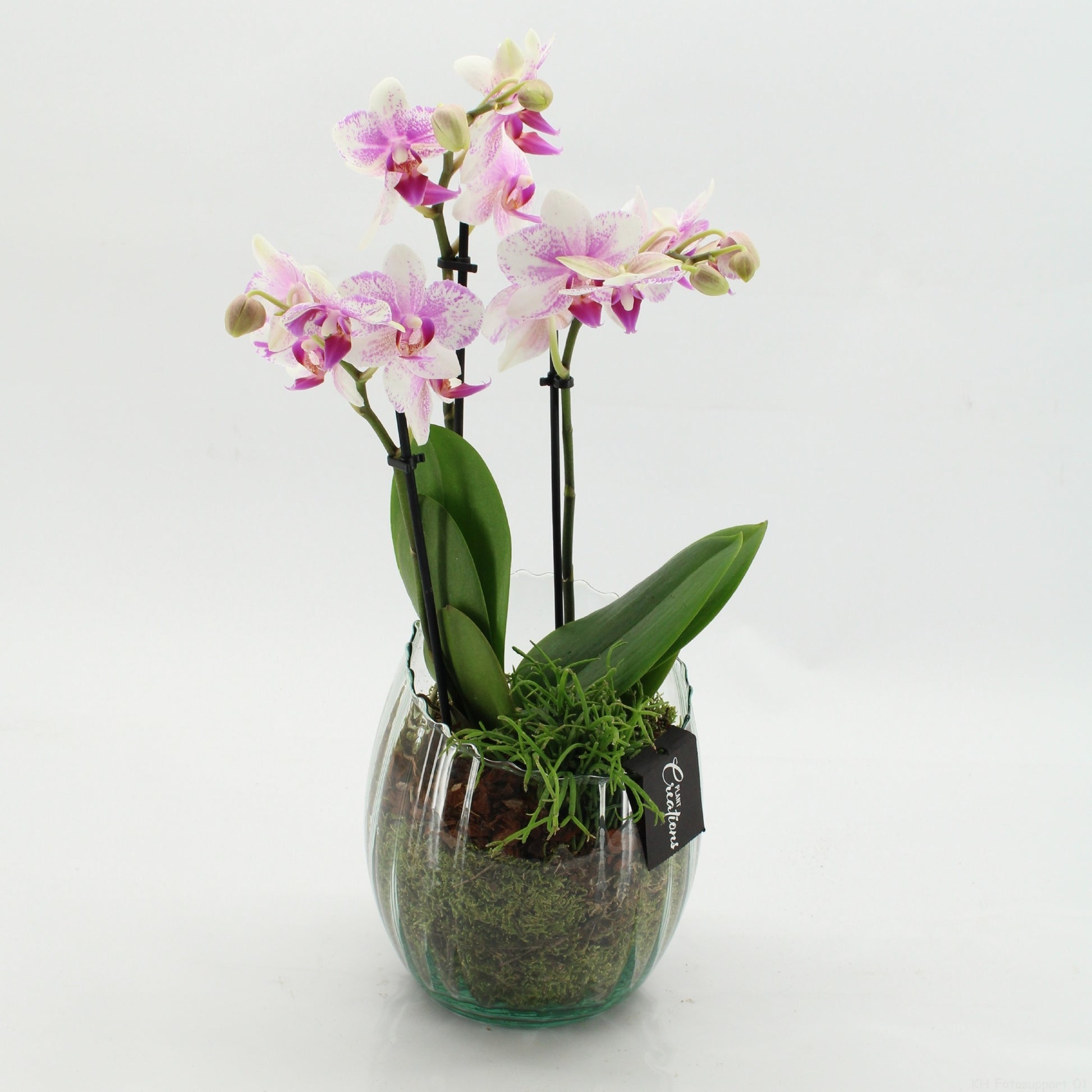 PHAL-2612RZ Phalaenopsis creatie 45cm 16cm Pot