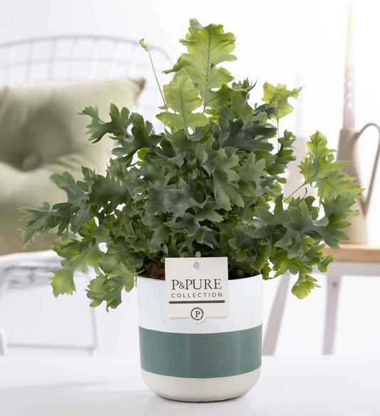 Phlebodium Davana 35cm 12cm Pot