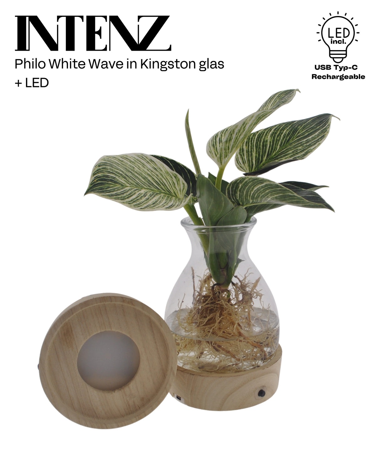 Philodendron scandens 25cm 12cm Pot