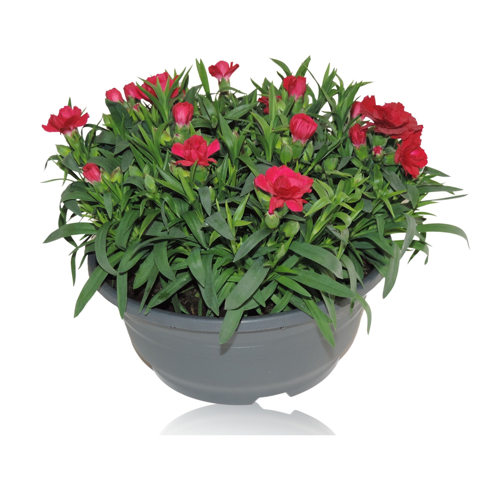 Dianthus Oscar Red 15cm 19cm Pot