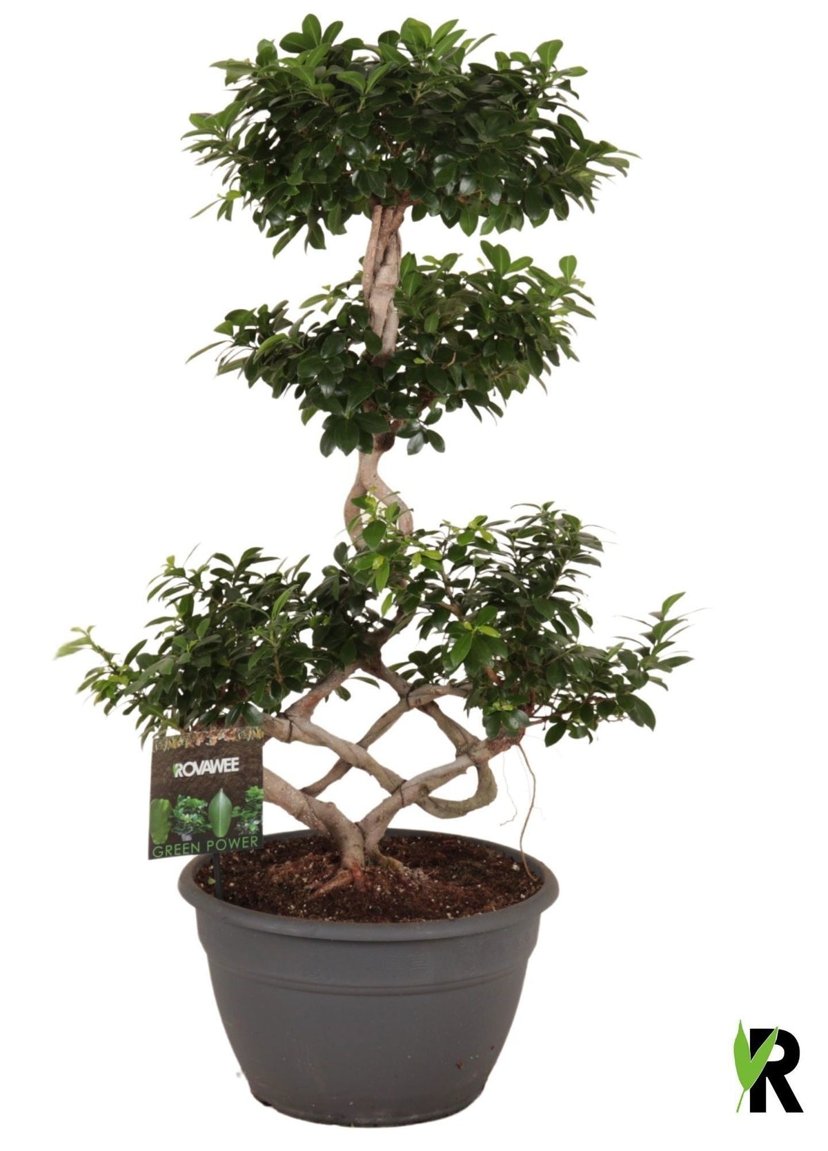 Ficus Ginseng 110cm 35cm Pot