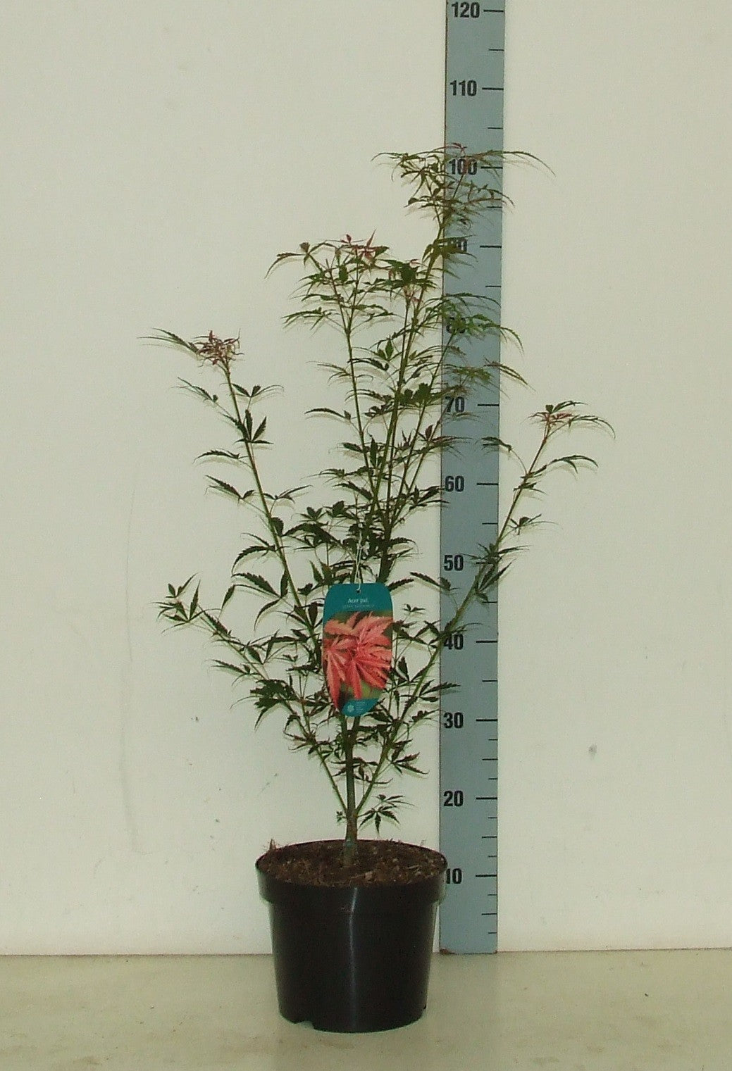 Acer Jerre Schwartz 70cm 23cm Pot