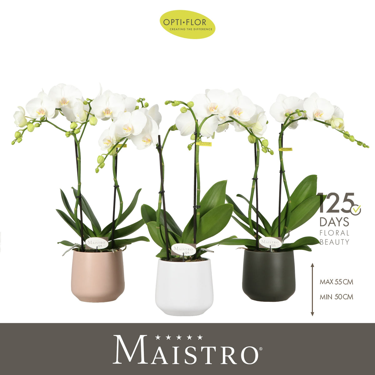 Phalaenopsis white 50cm 12cm Pot