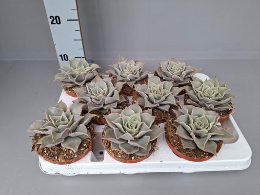 Echeveria Hybrid 15cm 11cm Pot