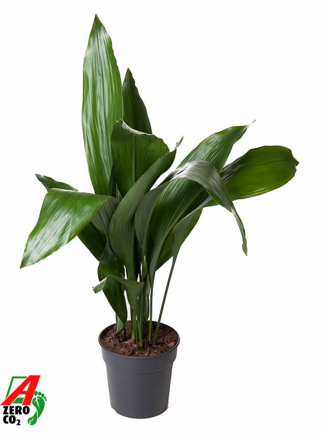 Aspidistra elatior 90cm 21cm Pot