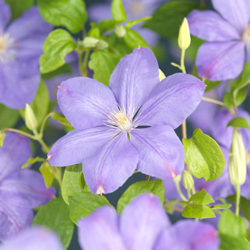 Clematis Mrs Cholmondeley 65cm 15cm Pot