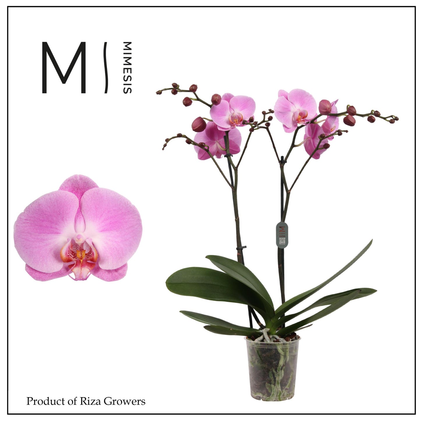 Phalaenopsis Infinite Dreams 70cm 12cm Pot
