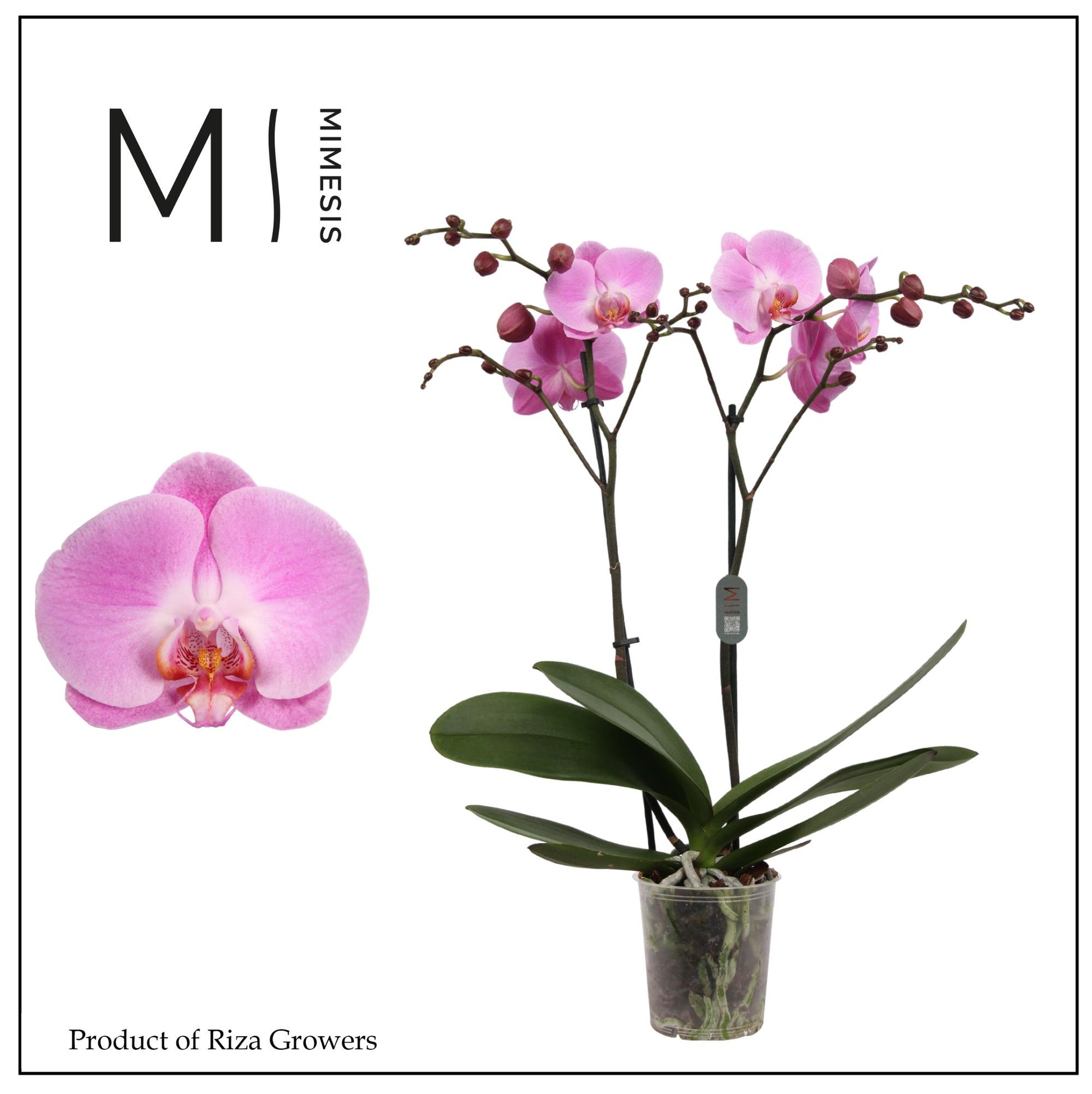Phalaenopsis Infinite Dreams 70cm 12cm Pot
