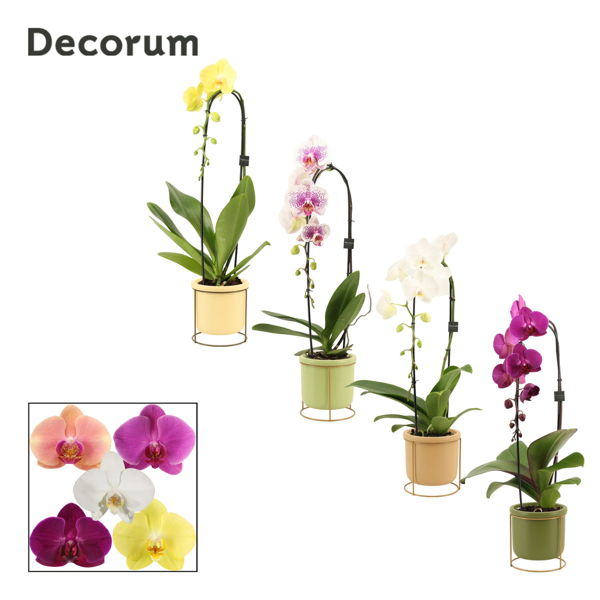 Phalaenopsis mix 55cm 12cm Pot
