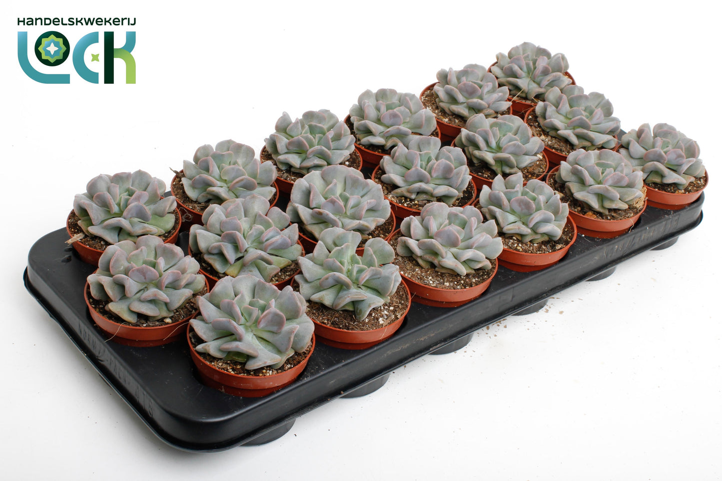 Lock, Handelskwekerij Echeveria Monica Pack of 18
