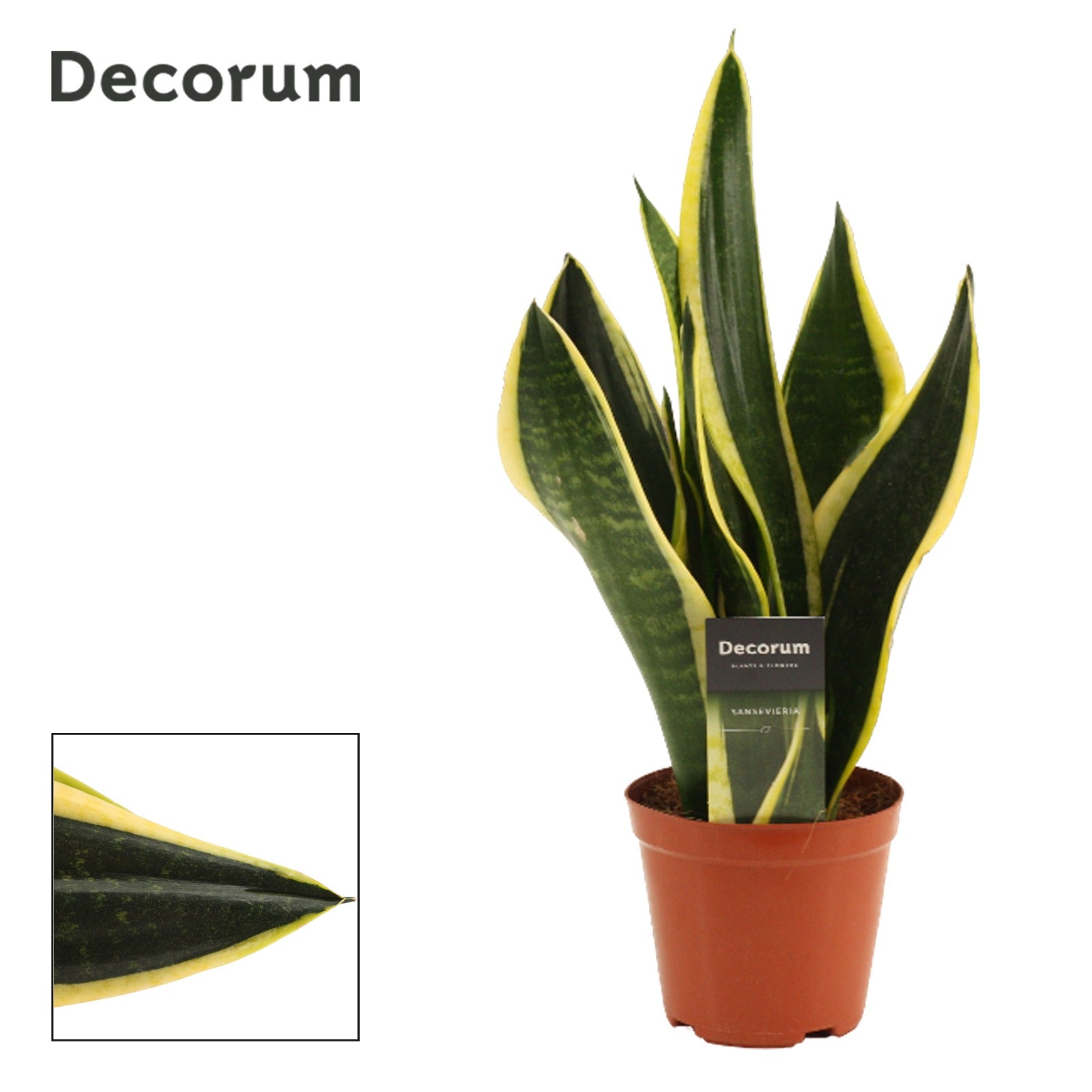 Sansevieria Night Shade 35cm 12cm Pot
