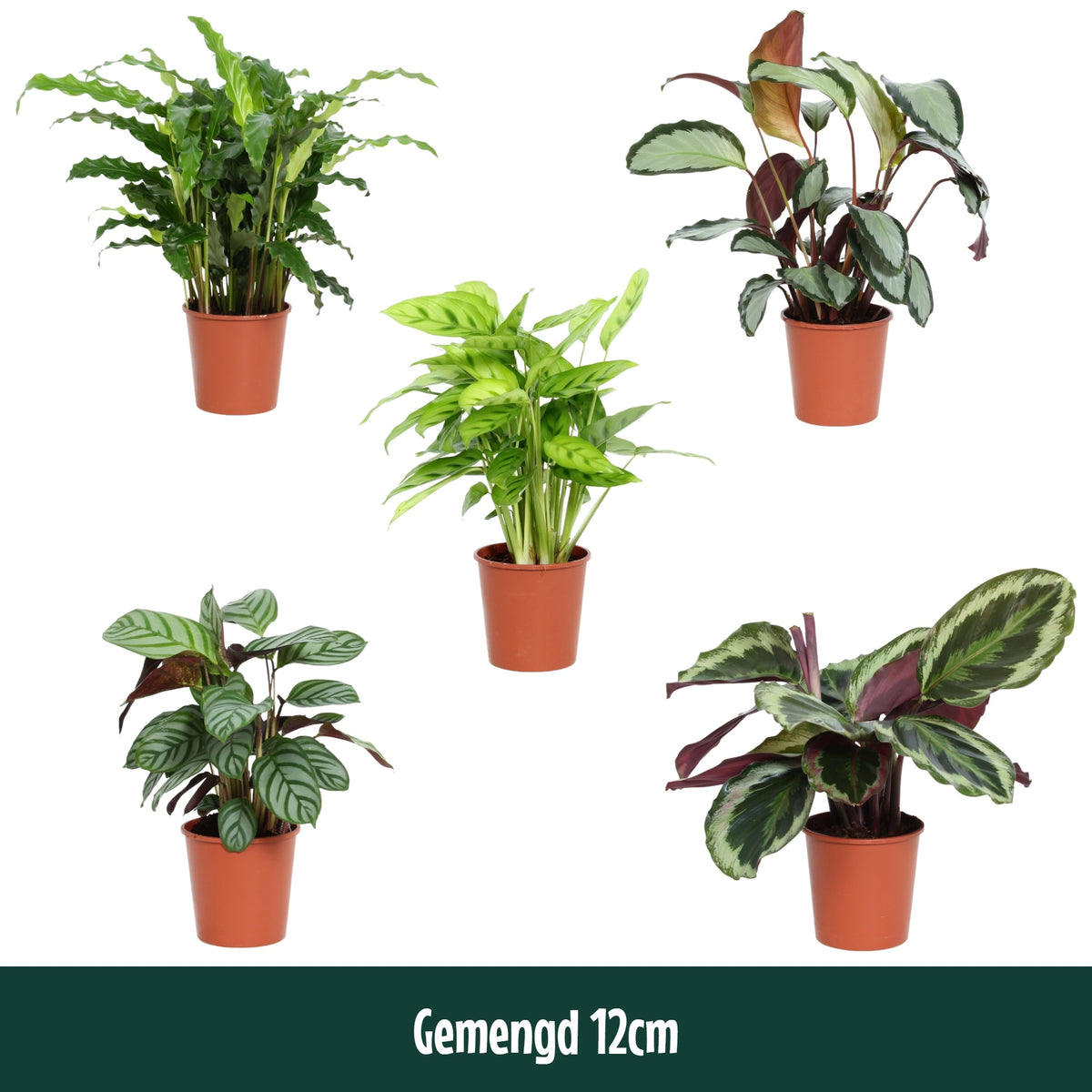Calathea mix 40cm 12cm Pot