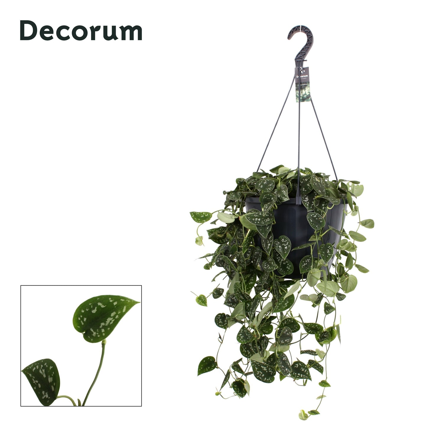 Hillplant BV Scindapsus Argyraeus Pack of 1