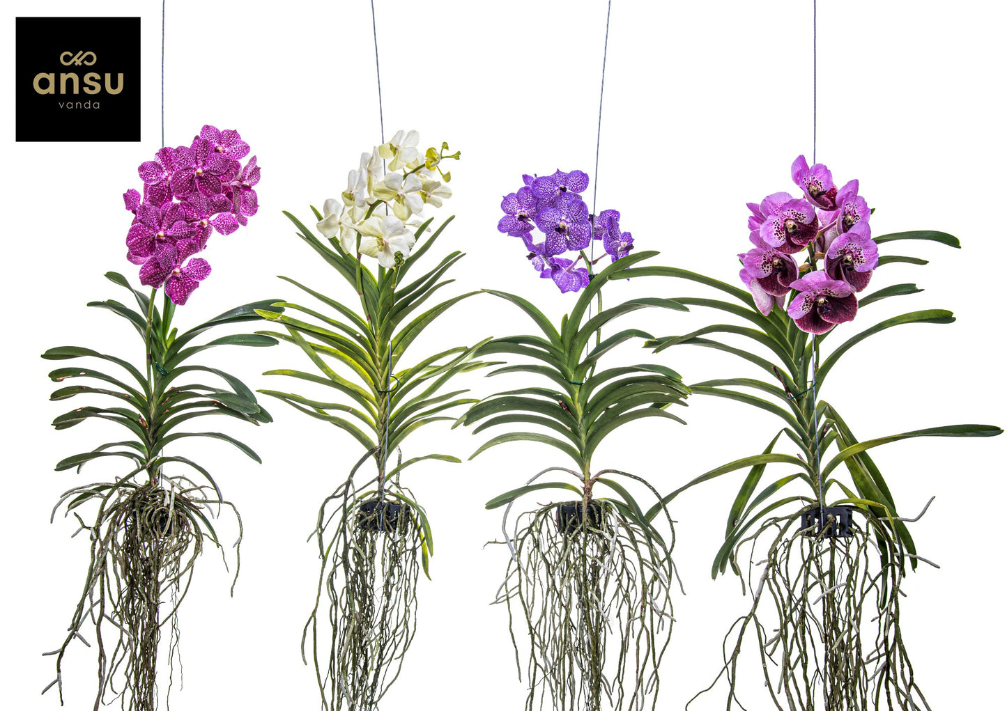 Vanda hybrid 55cm 15cm Pot