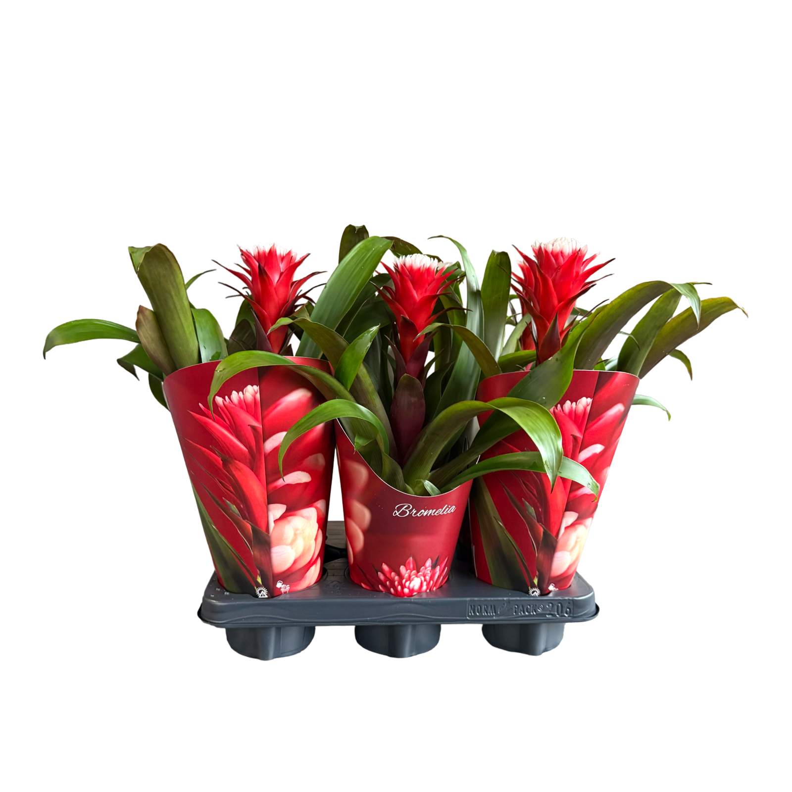 Guzmania Hope 38cm 12cm Pot