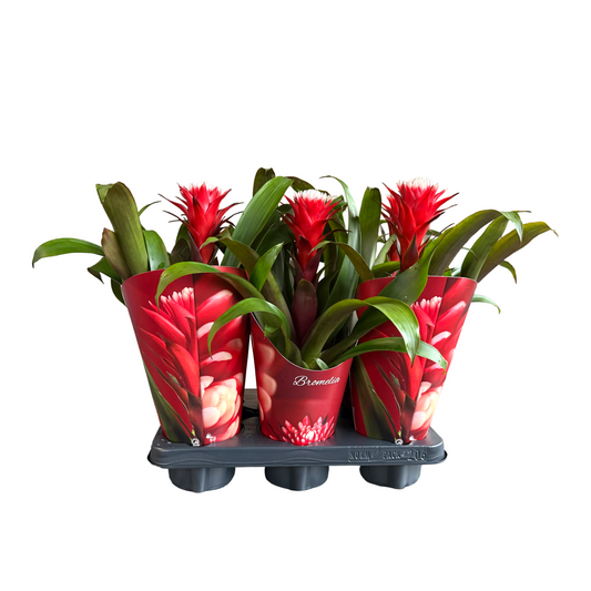 Guzmania Hope 38cm 12cm Pot