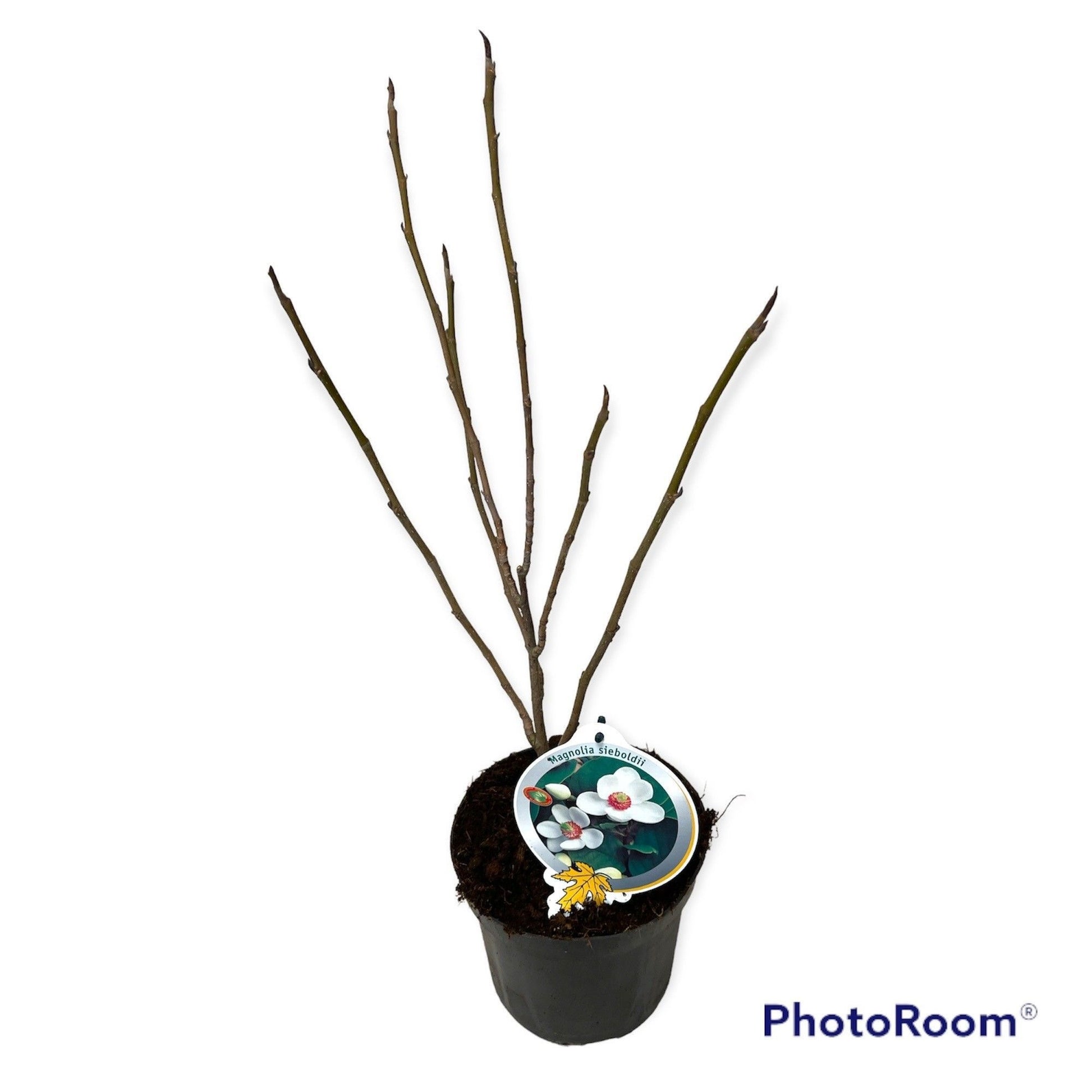Magnolia sieboldii 60cm 23cm Pot