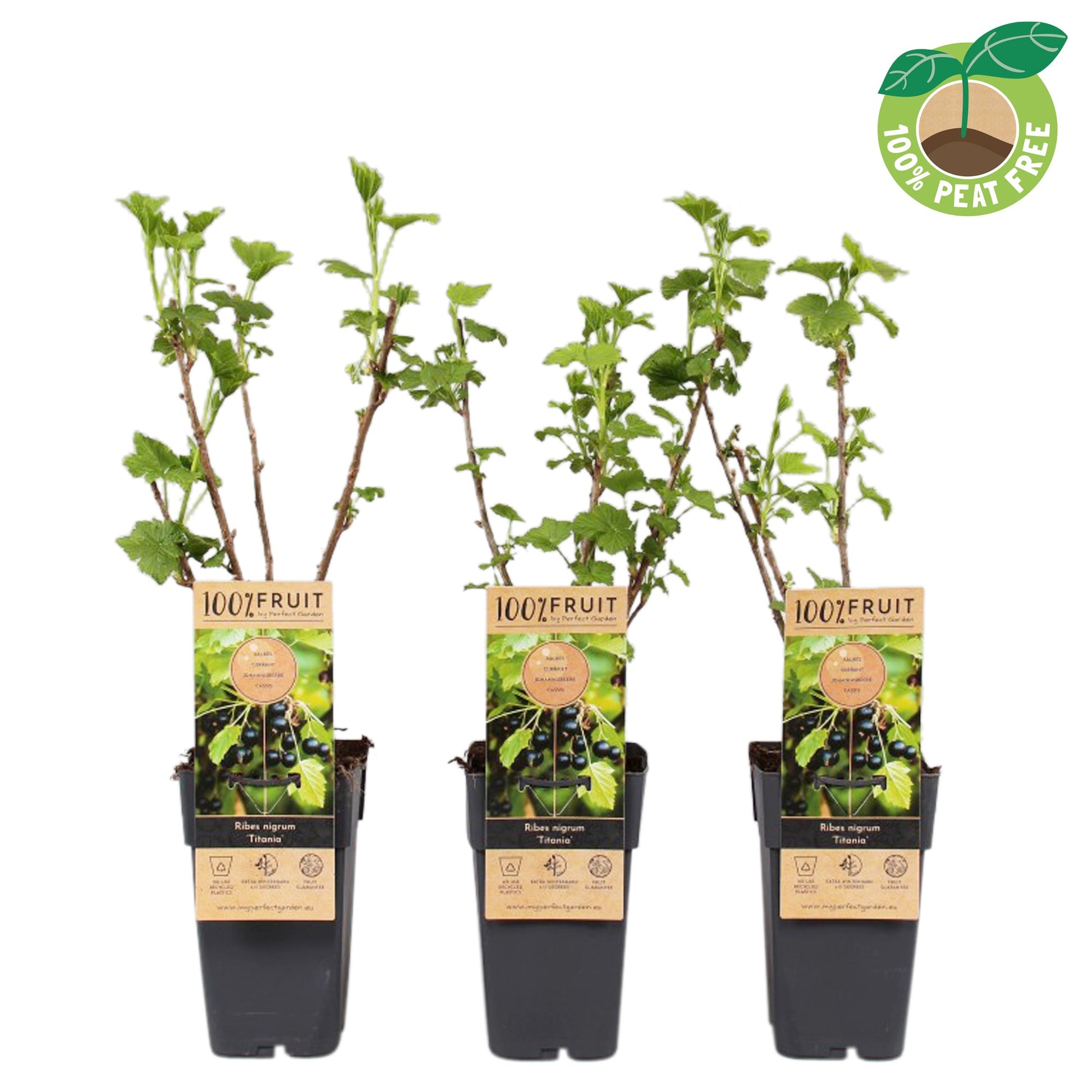 Streng Growers B.V. Ribes nigrum Titania (Blackcurrant) Pack of 10