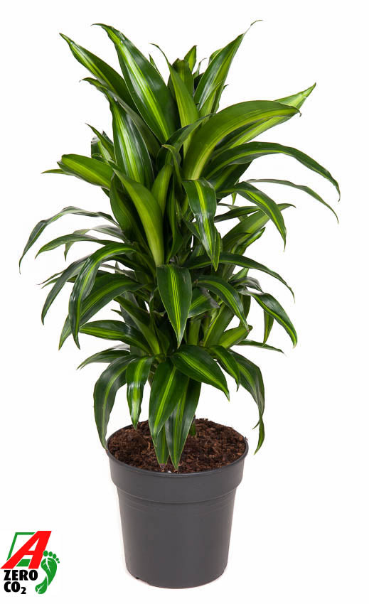 Dracaena fragrans Hawaiian Sunshine 100cm 21cm Pot