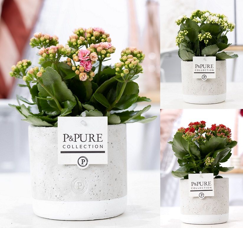 Kalanchoe Rosalina mix 27cm 12cm Pot