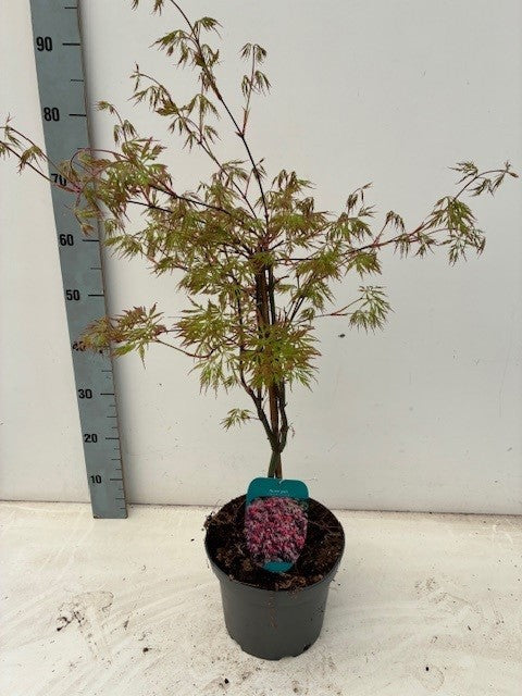 Acer palmatum mix 70cm 23cm Pot