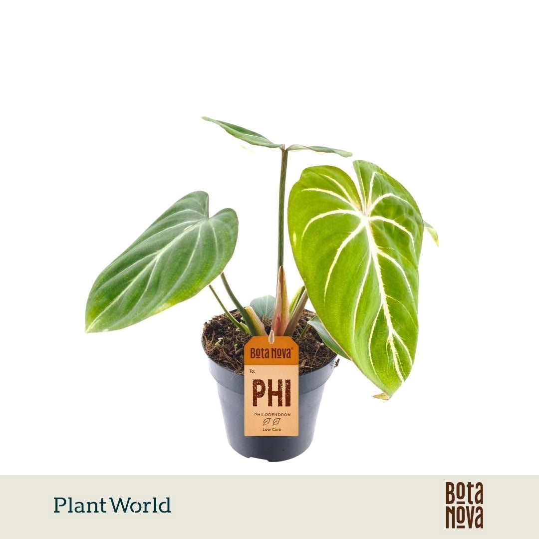 Philodendron scandens 25cm 12cm Pot