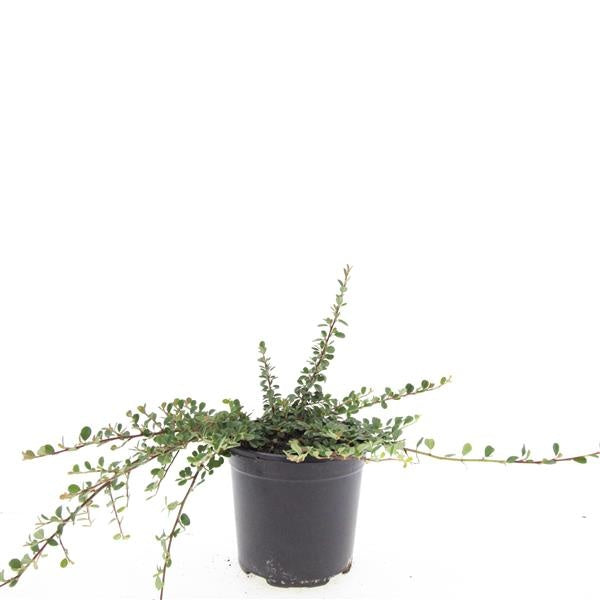 Boer, W.T.M. de Cotoneaster pro. Streib's Findling Pack of 8