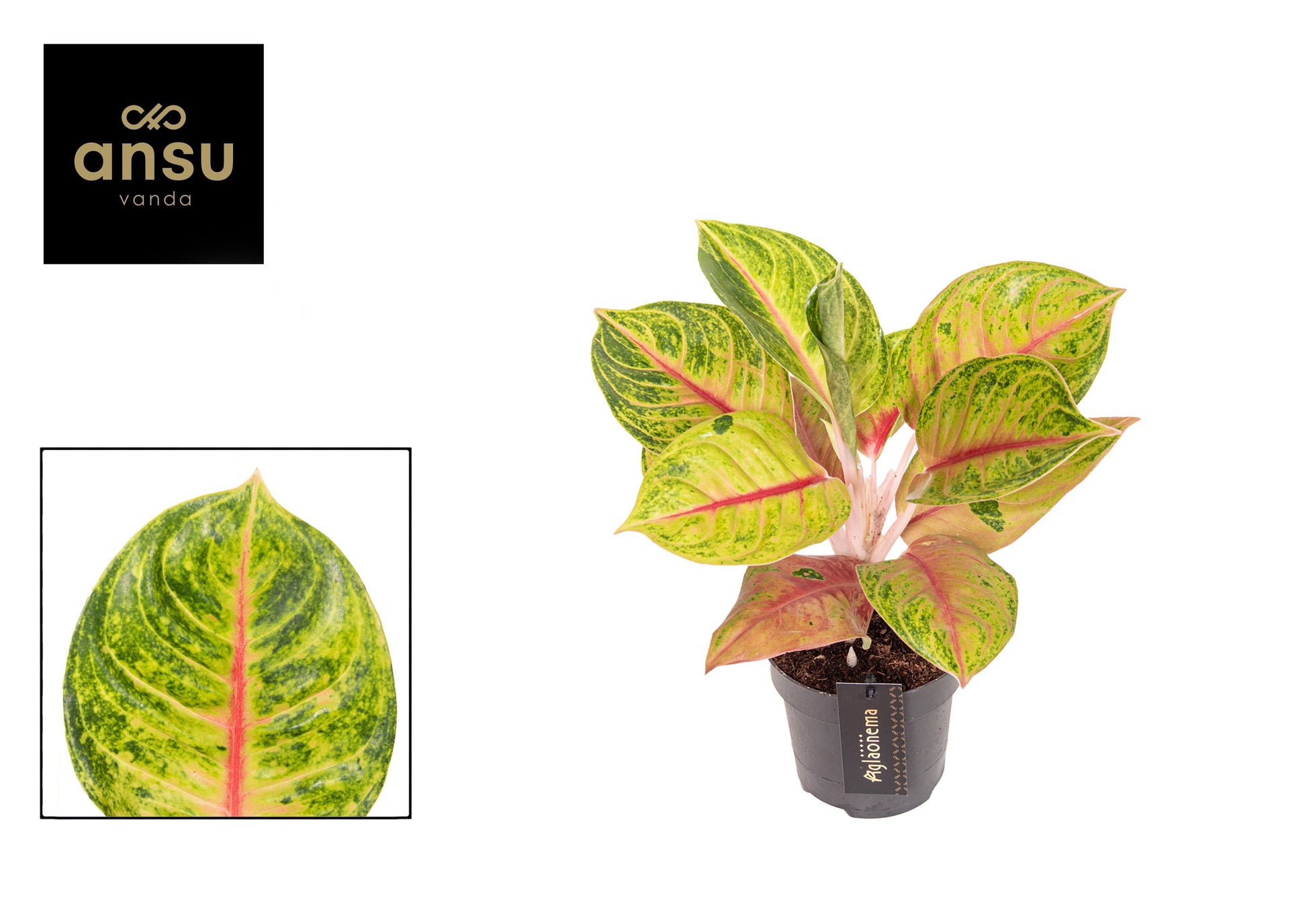 Aglaonema Red Siam 35cm 12cm Pot