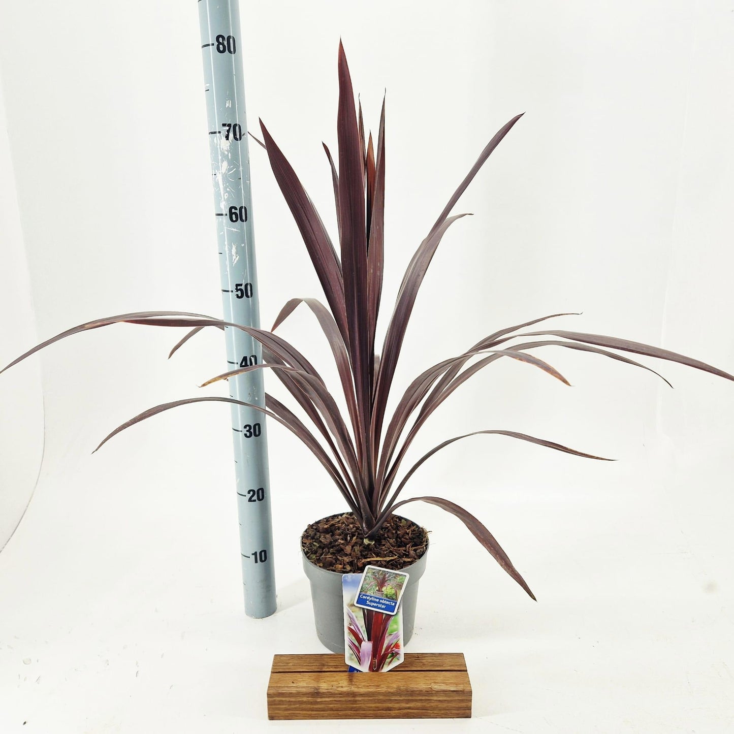 Cordyline australis Superstar 75cm 19cm Pot