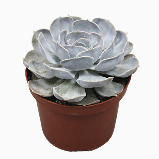 Echeveria Lilacina 25cm 17cm Pot