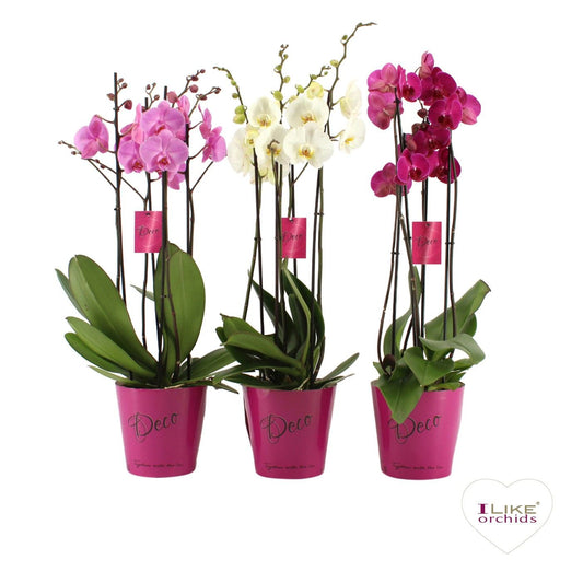 Phalaenopsis mix deco 70cm 17cm Pot