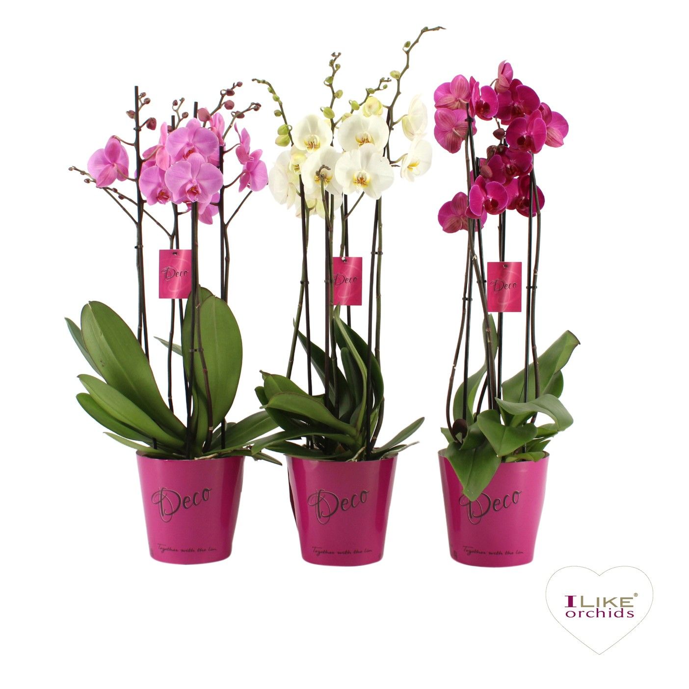 Phalaenopsis Hybrid 70cm 17cm Pot