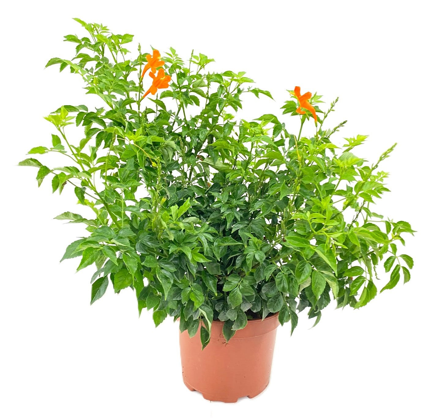 Bignonia capreolata 60cm 19cm Pot