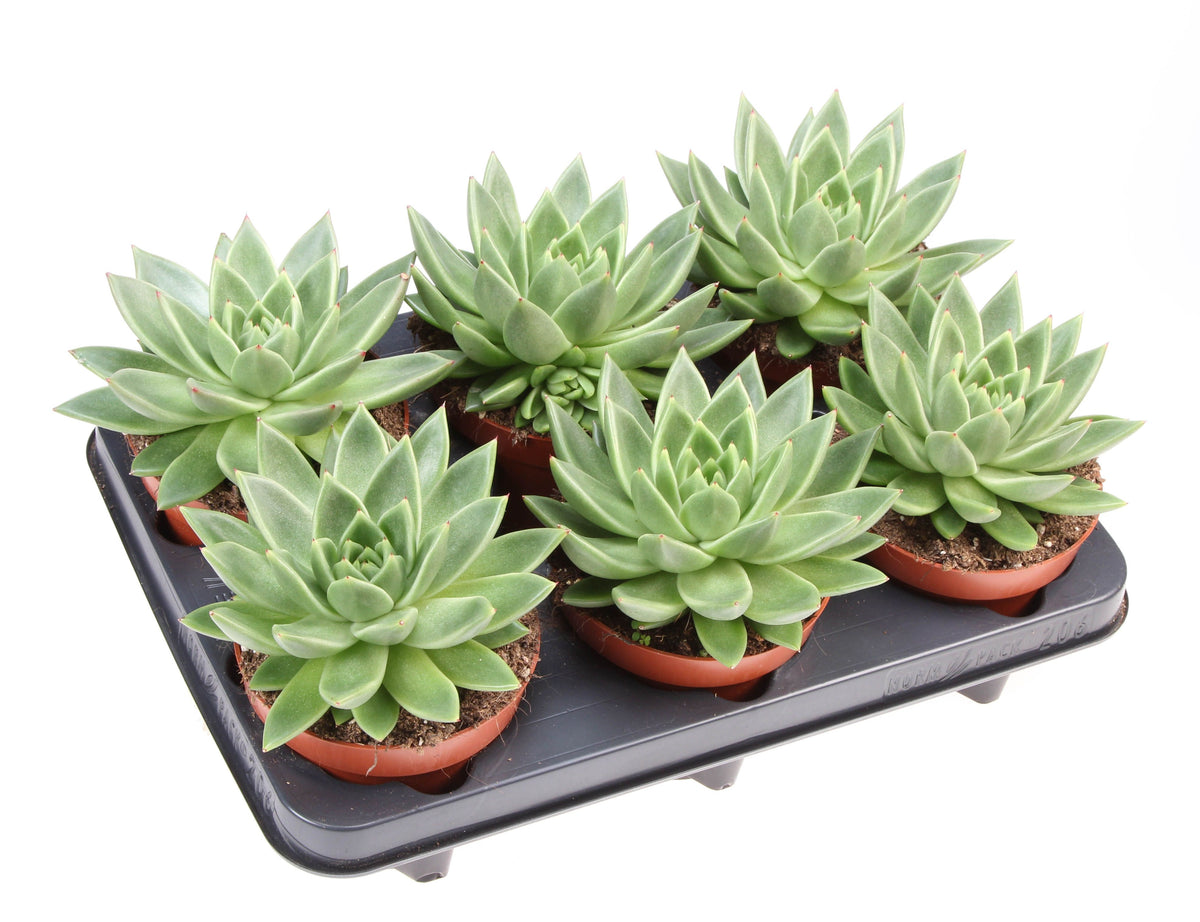 Echeveria miranda 15cm 12cm Pot