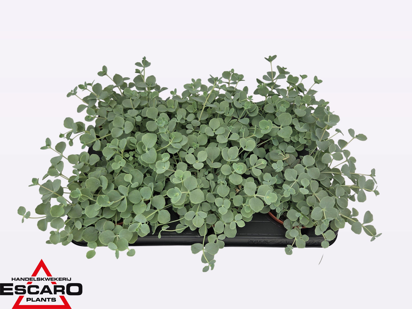 Escaro VOF, Hkw. Sedum sieboldii (O) Pack of 6