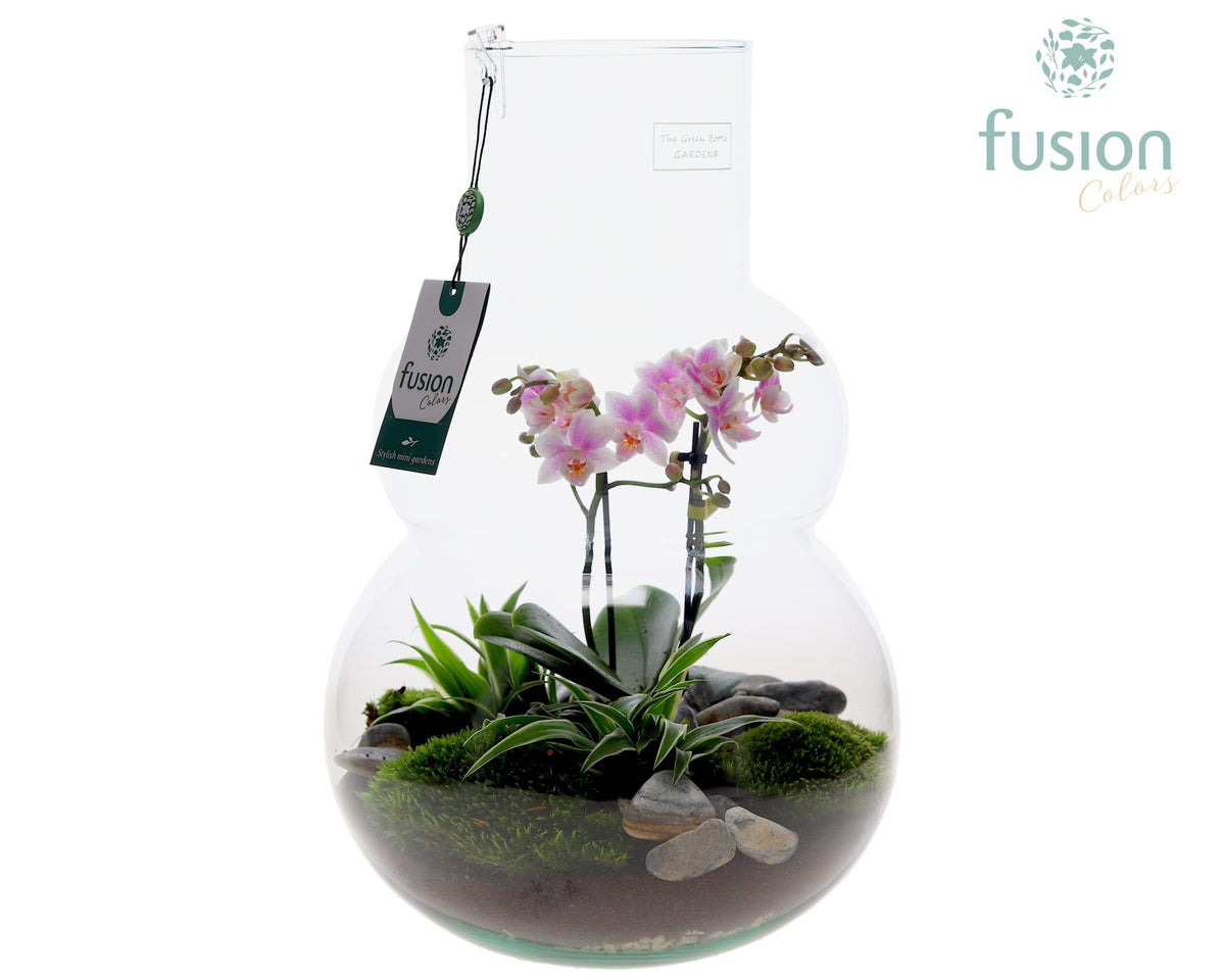 Green Bottle Olaf Large met Phalaenopsis arrangement 43cm 26cm Pot