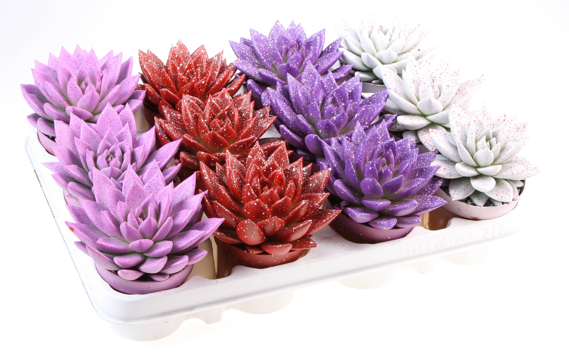 Miranda sprinkle love mix 10cm Special Pot (508)
