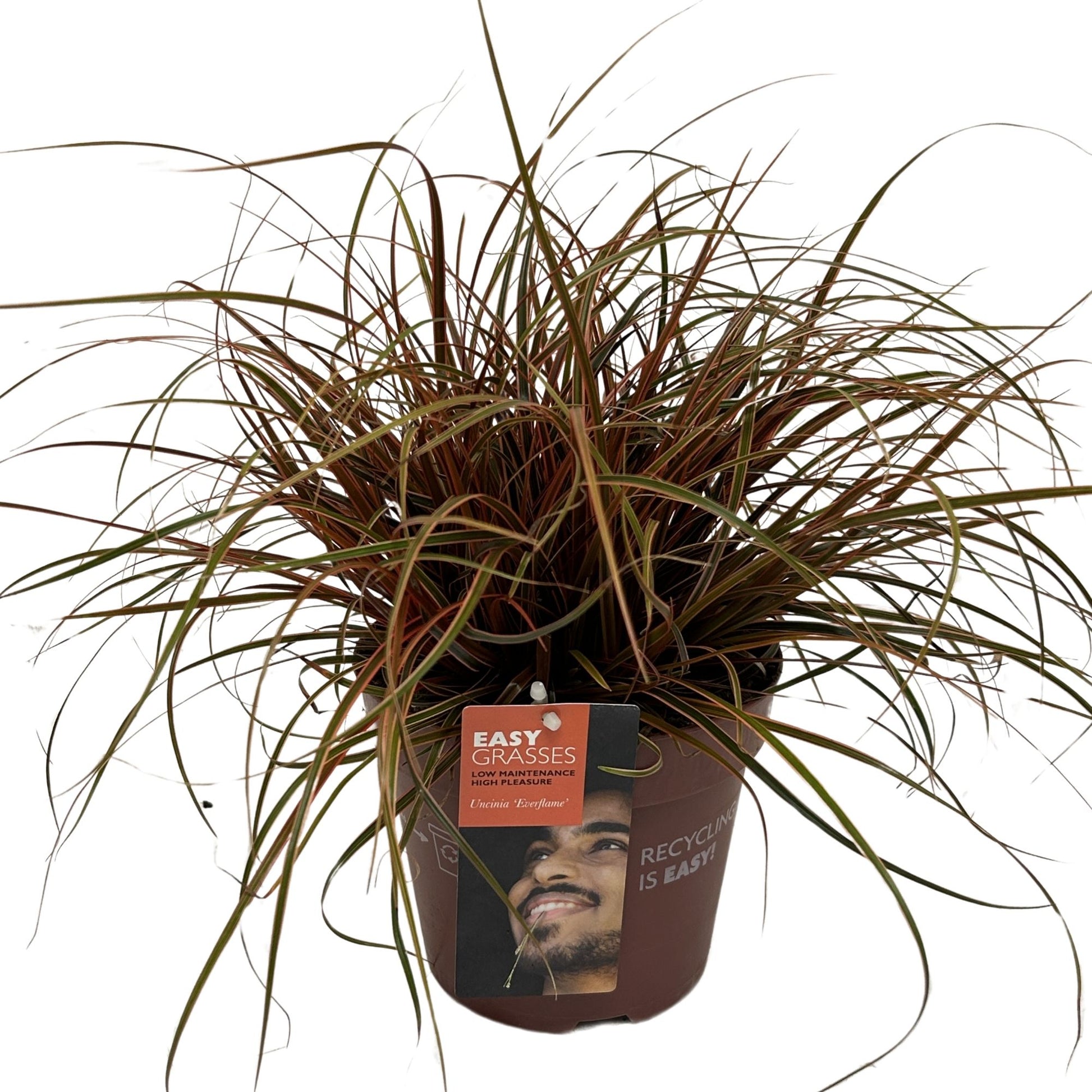 Allure Tuinplanten BV i.o. Uncinia rubra Everflame Pack of 6
