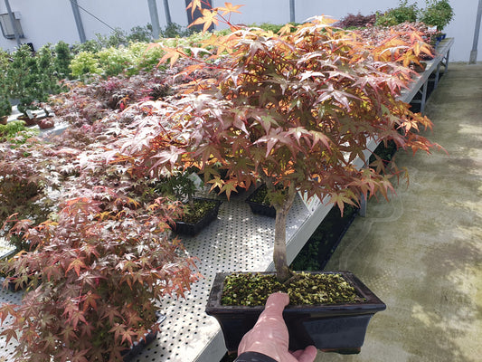 Acer Deshojo 45cm 23cm Pot