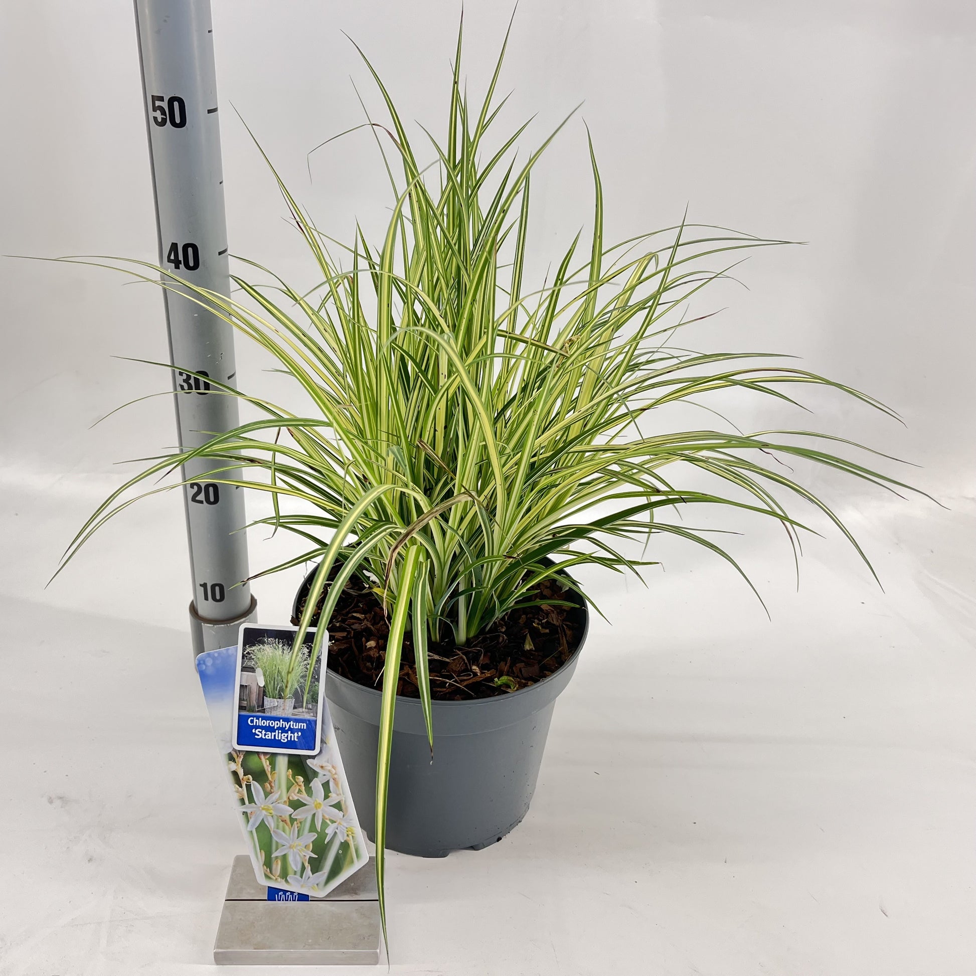 Miscanthus sinensis 80cm 23cm Pot