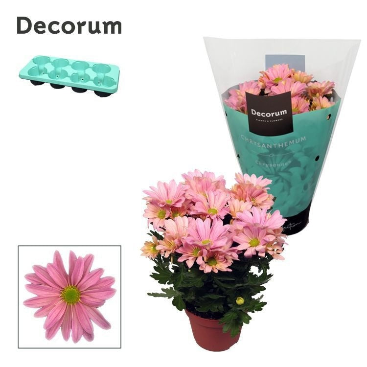 Chrysanthemum Breeze Princess 25cm 13cm Pot