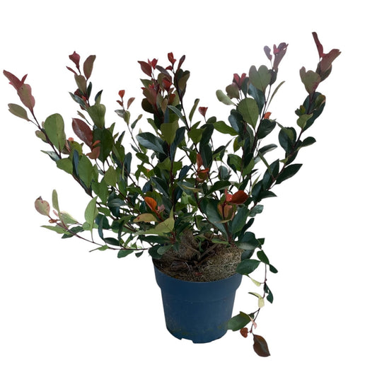 Photinia Little Red Robin 60cm 21cm Pot