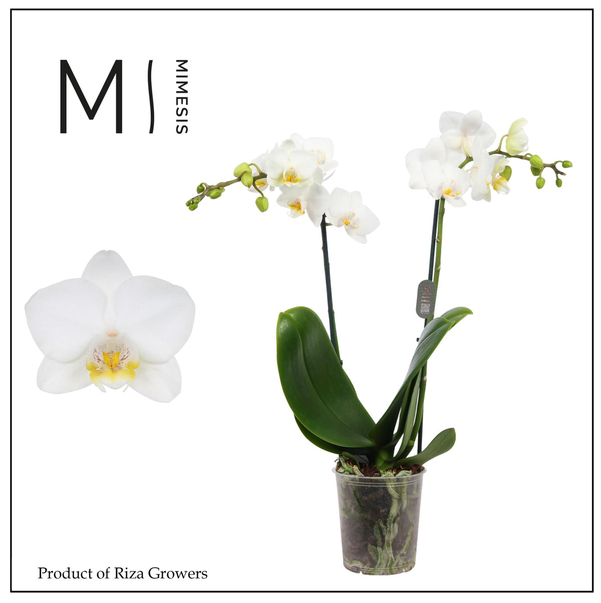 Phalaenopsis mf. Snowflake 35cm 9cm Pot