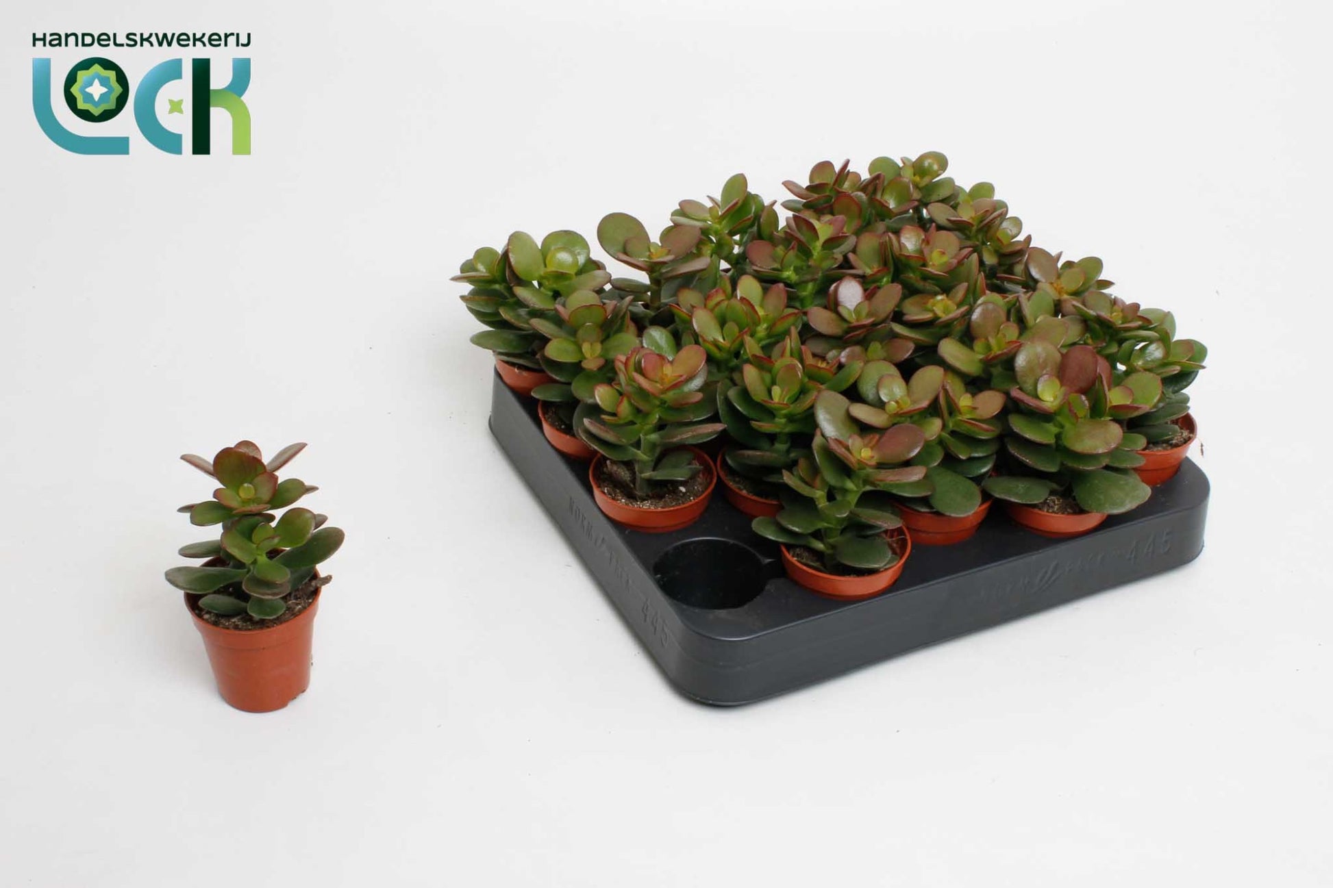 Lock, Handelskwekerij Crassula Minor Pack of 20