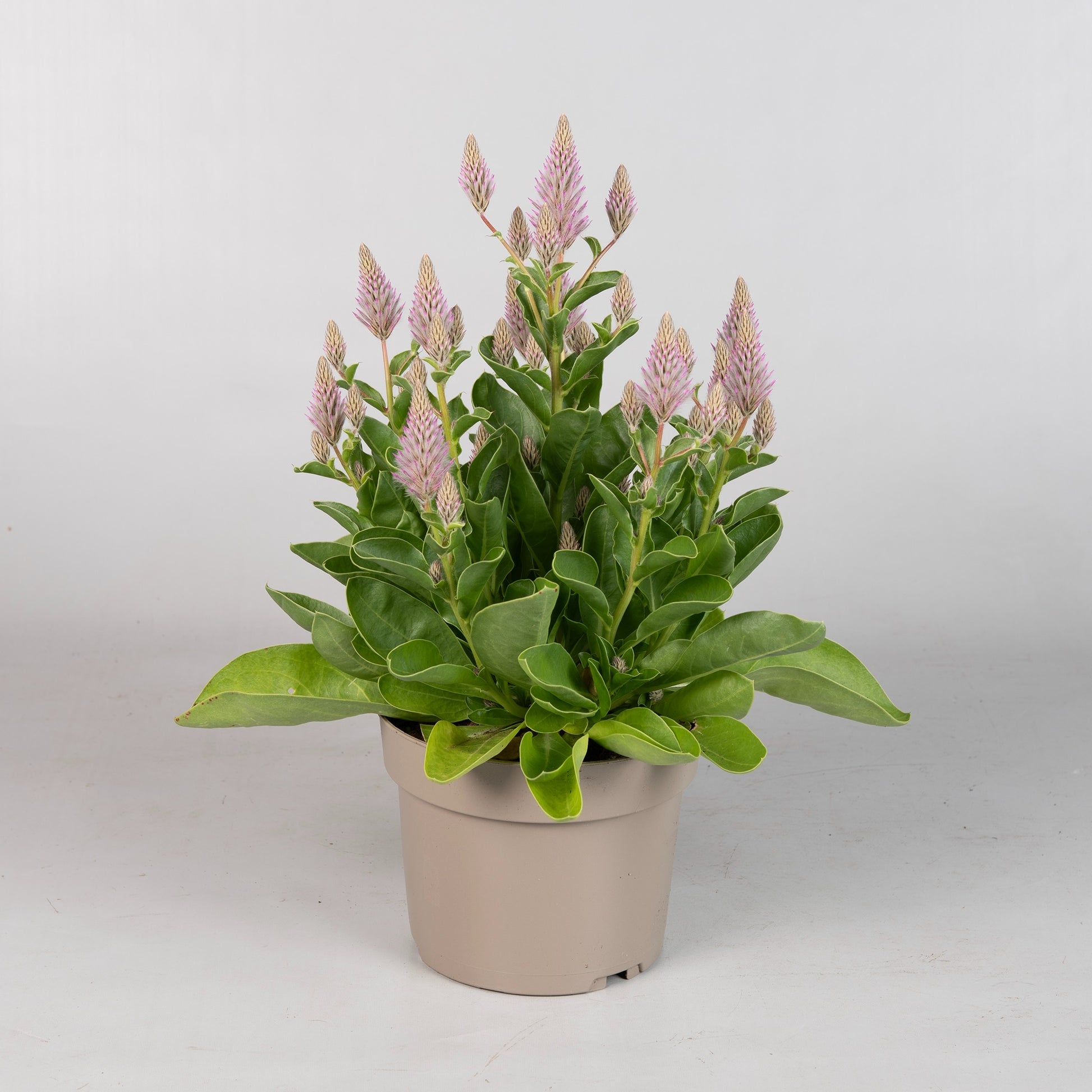 Ptilotus ex. Joey 35cm 17cm Pot