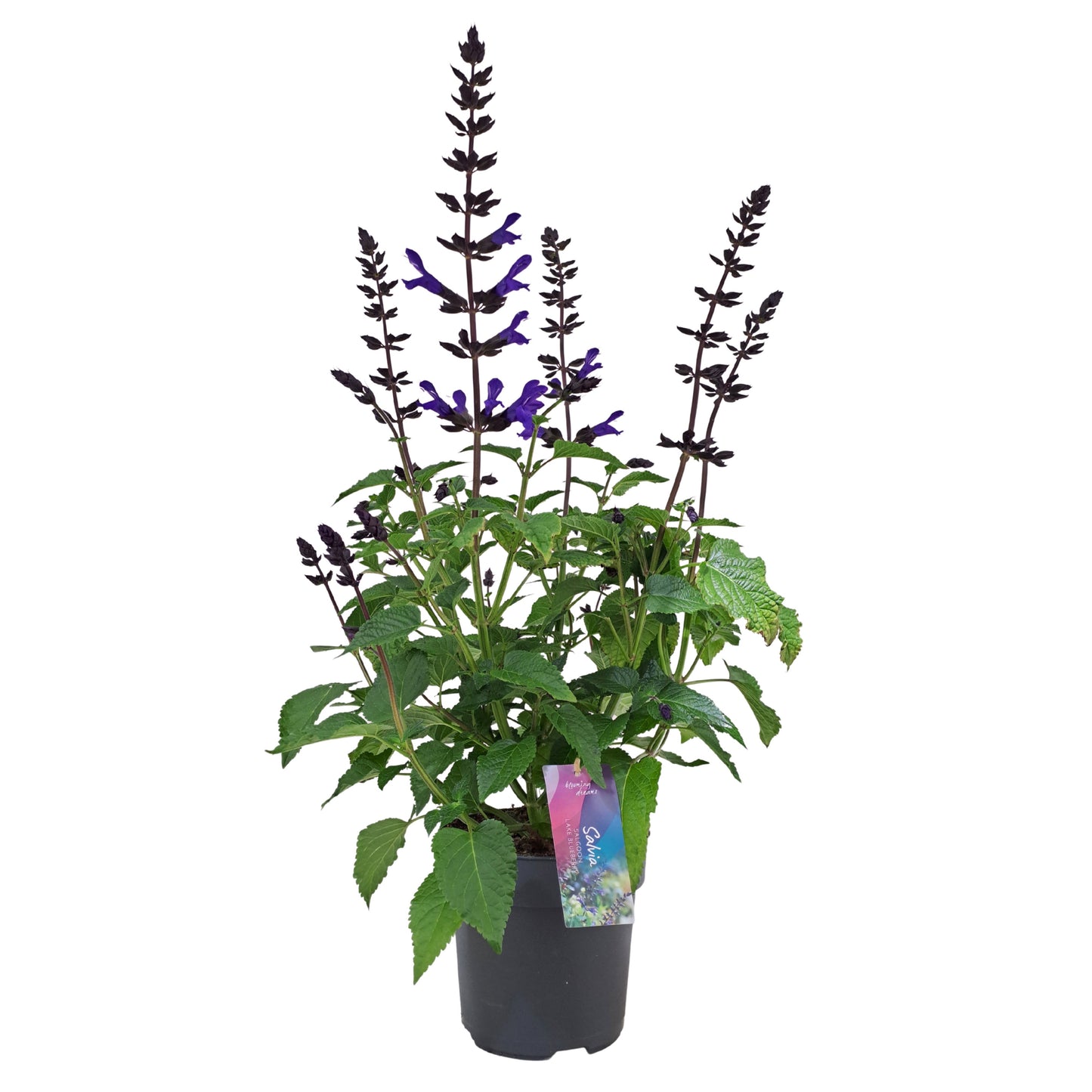 AltaNova Salvia Salgoon Lake Blueberry Pack of 6