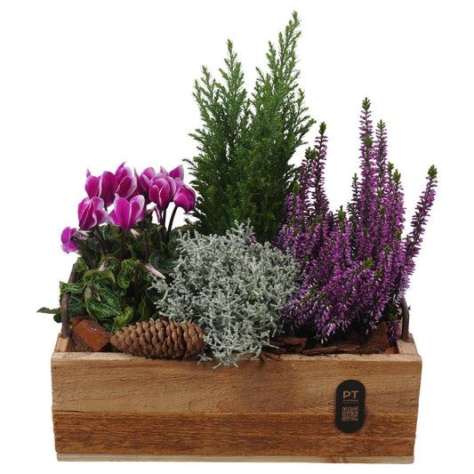 Outdoor arrangement 36cm 30cm Pot