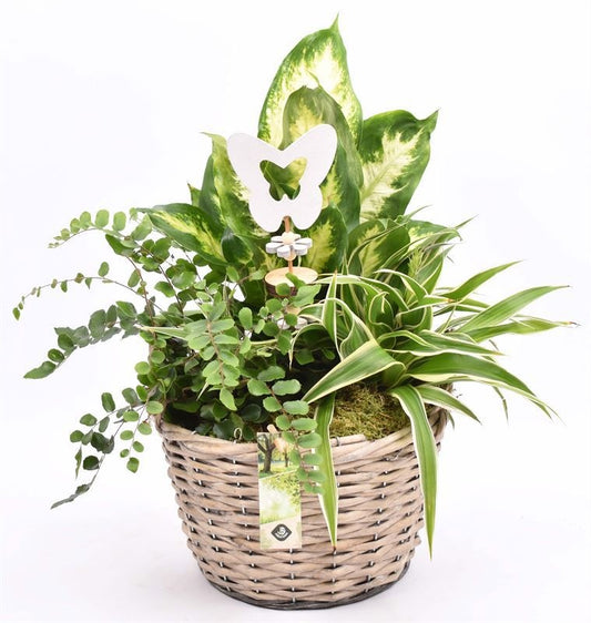 Indoor arrangement 23cm Pot