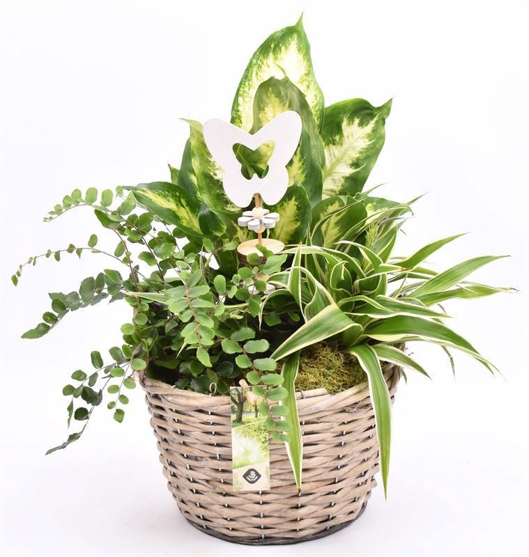 Indoor arrangement 23cm Pot