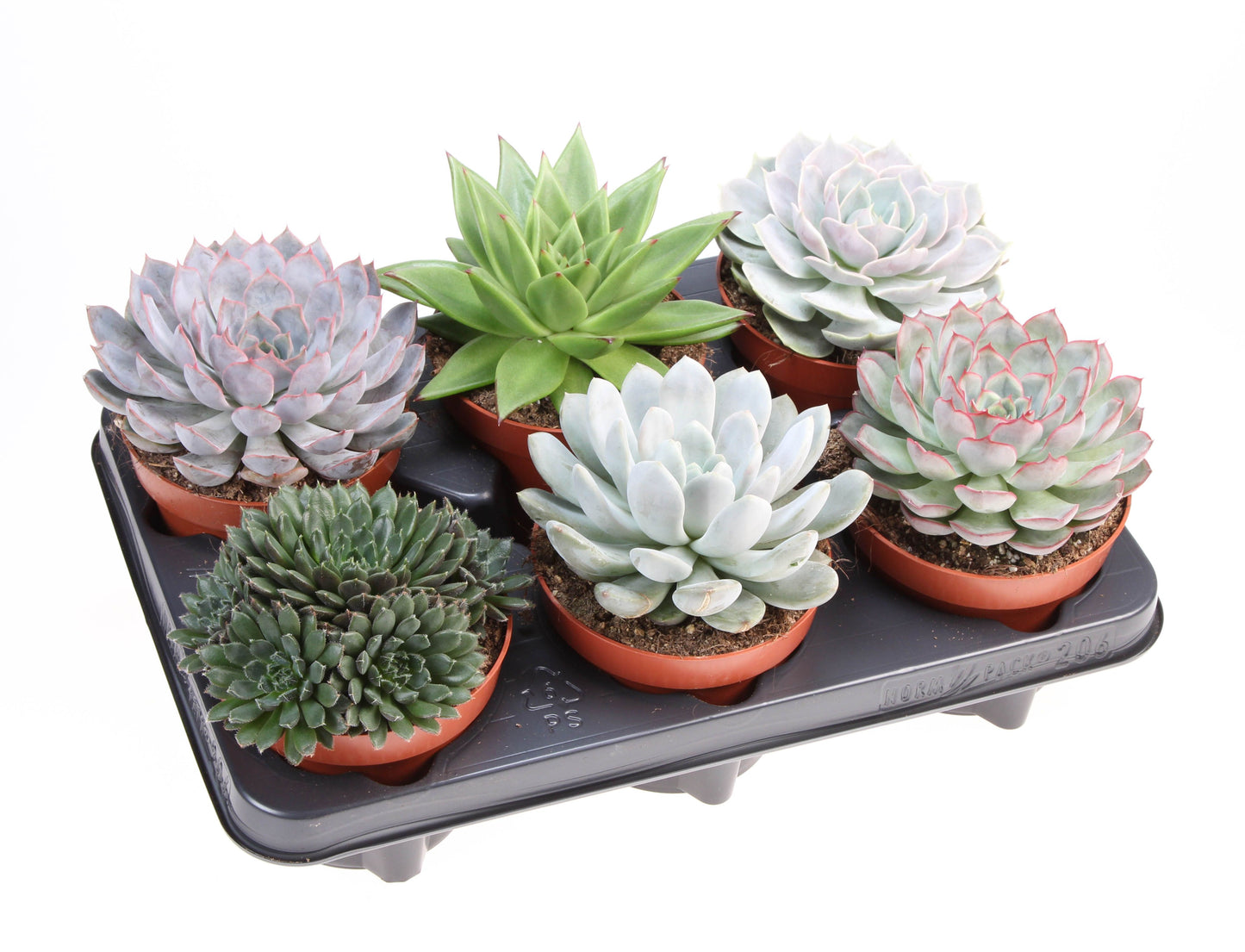 Euro Cactus Holland Bv Echeveria mix Pack of 6